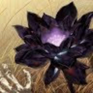 Meet your Posher, Axx